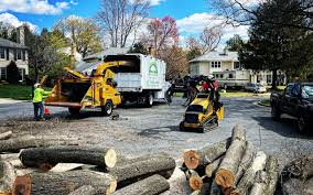 Best Emergency Tree Removal  in Torrance, CA