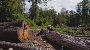 How Our Tree Care Process Works  in  Torrance, CA