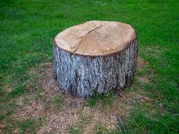 Best Tree Disease Treatment  in Torrance, CA