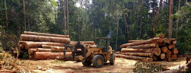 Best Tree Removal  in Torrance, CA