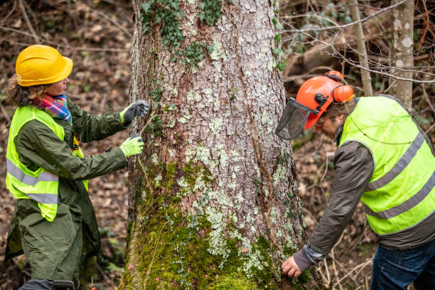 Best Emergency Tree Removal  in Torrance, CA