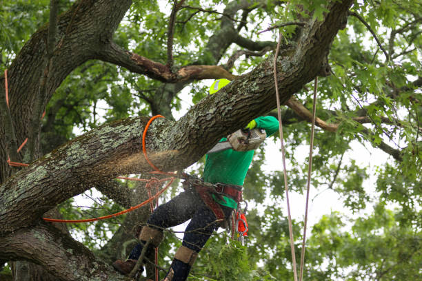 Reliable Torrance, CA Tree Care Solutions