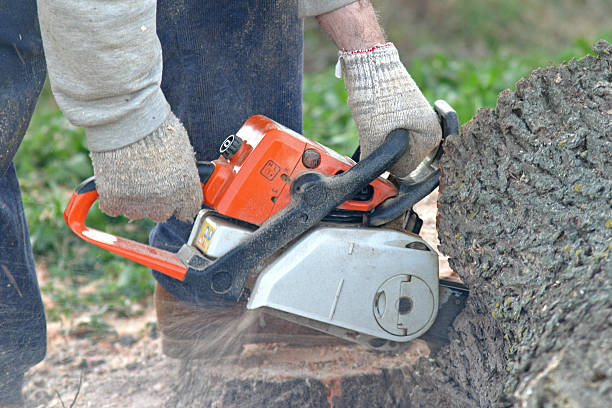 Best Hedge Trimming  in Torrance, CA