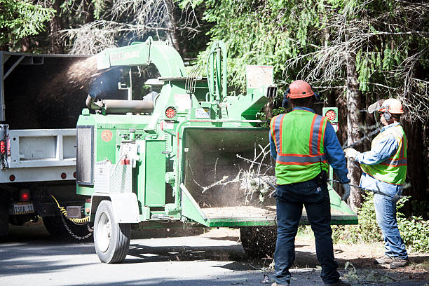 Best Fruit Tree Pruning  in Torrance, CA