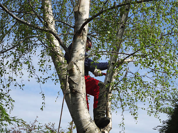 Best Firewood Processing and Delivery  in Torrance, CA