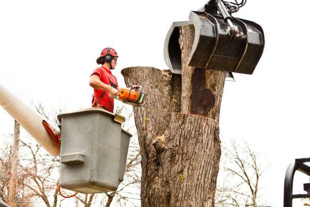 Best Tree Mulching  in Torrance, CA