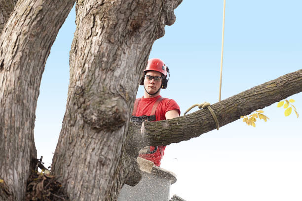 Best Lawn Mowing  in Torrance, CA