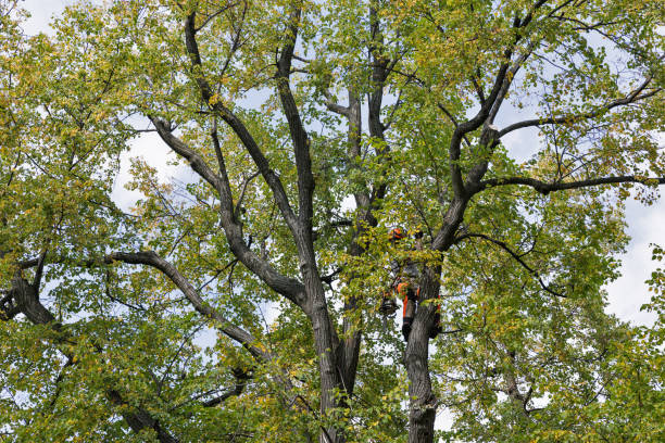 Trusted Torrance, CA Tree Care Experts